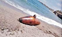 Retiran a lobo marino de la orilla de la playa.