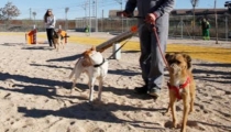En Guaymas Construirán Centro Municipal Canino