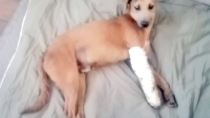 Animalista rescata a perrito atropellado